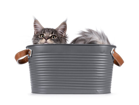 Handsome Maine Coon cat kitten,laying in metal tub like bread or muffin in a baking tin. Looking straight to camera with smile. Isolated on a white background.