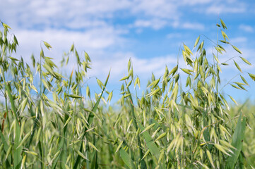 Naklejka premium Common oat, Avena sativa growing on agriculture field, cultivated grain, panicles bear spikelets, harvest in summer, farmland on countryside, food industry