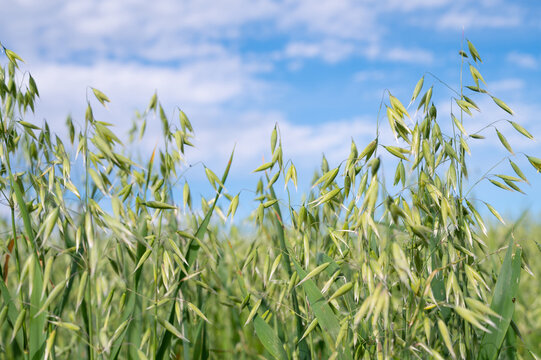 Common oat, Avena sativa growing on agriculture field, cultivated grain, panicles bear spikelets, harvest in summer, farmland on countryside, food industry