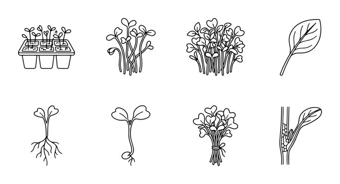 Seedling Growth Stages Vector Icons, Plant Sprout Development, Botanical Illustration Set, Healthy Microgreen Icons