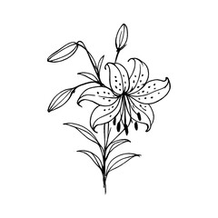 Fototapeta premium PNG Elegant monochrome lily illustration