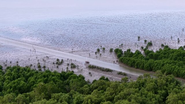 Drone footage showing a green mangrove forest beside a tidal mudflat and a narrow access road.