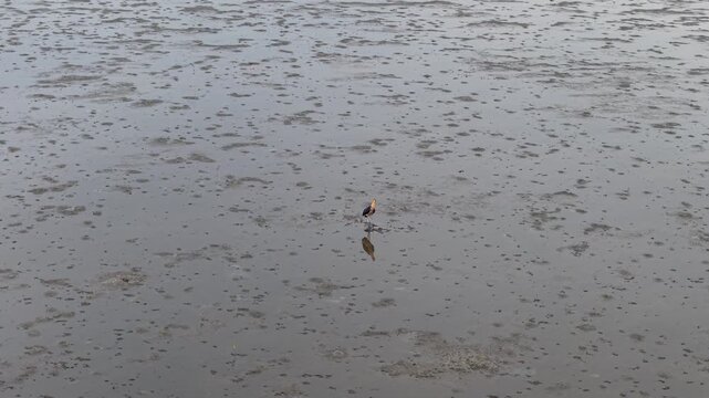 Single lesser adjutant (Leptoptilos javanicus) standing in shallow tidal mudflat with reflection.