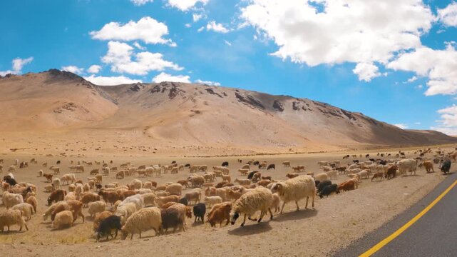4K shot of herd of goat and sheep pasturing on dried grass near the Himalayas at Ladakh, India. Live stock in the high altitude of Himalayas in Ladakh during the summer season. Cattle grazing. 
