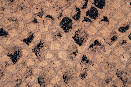 Brown reptile leather texture close up with natural snake scale pattern and dark spots