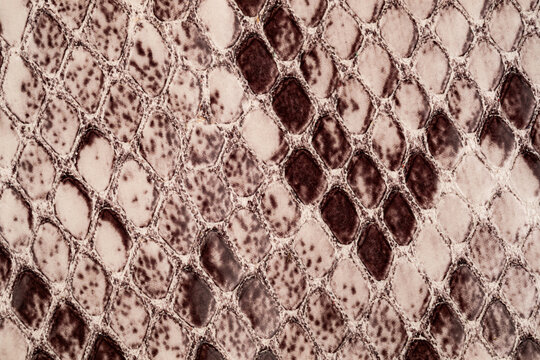 Natural beige python leather texture close up with detailed snake skin scale pattern