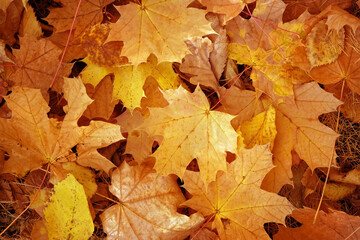 autumn nature background of fallen dry maple leaves close up. symbol of fall time, autumn season. template for design. top view