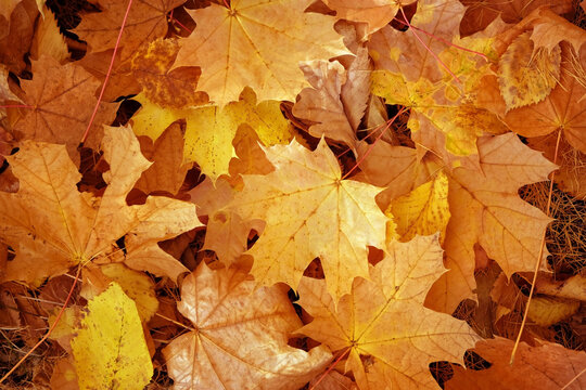 autumn nature background of fallen dry maple leaves close up. symbol of fall time, autumn season. template for design. top view