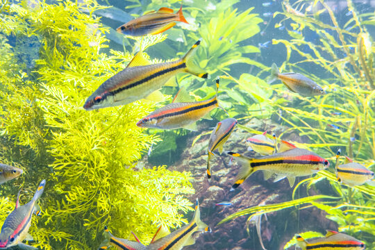 Sahyadria denisonii barbs swimming among green aquatic plants in freshwater aquarium
