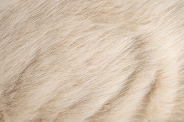 Fototapeta premium Detailed macro view of soft luxurious natural creamy white fluffy faux fur texture background