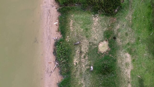 Aerial top-down shot of water buffaloes grazing along a muddy riverbank.