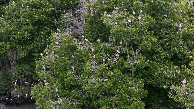 Aerial view of Asian openbill storks roosting in mangrove trees.