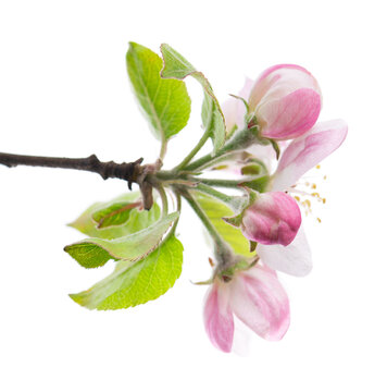 Spring apple blossom isolated on white background. Branch of flowering apple tree with pink and white flowers and green leaves. Clipping path.