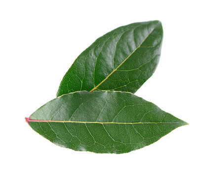 Fresh laurel leaves isolated on white background. Bay leaf herb. Clipping path. Top view.