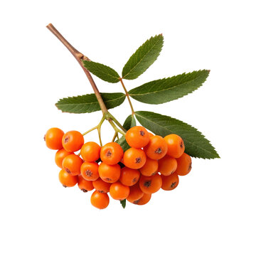 Orange rowan berry cluster with leaves isolated for botanical reference autumn decoration herbal ingredients seasonal packaging and nature advertising