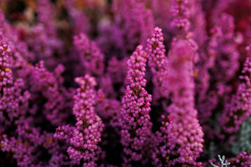 Common heather blossoms in autumn garden with dreamy purple floral background © Iryna Miadzvedzeva