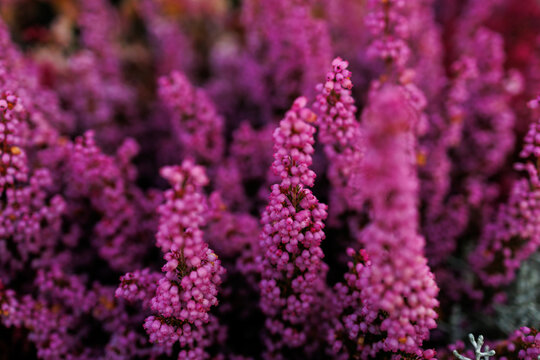 Common heather blossoms in autumn garden with dreamy purple floral background