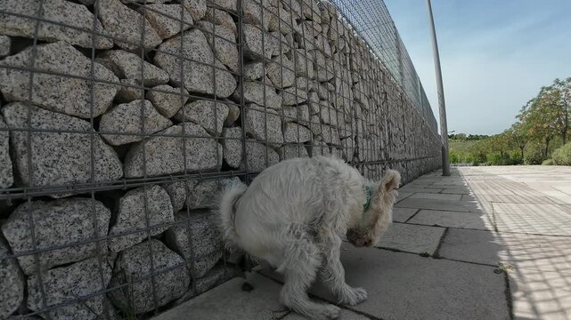 White terrier dog pooping on the sidewalk
