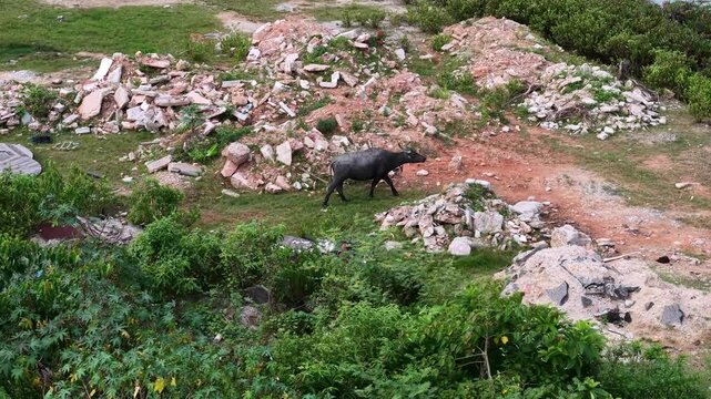 Drone footage shows a buffalo grazing near rubble and scattered garbage in a grassy area.