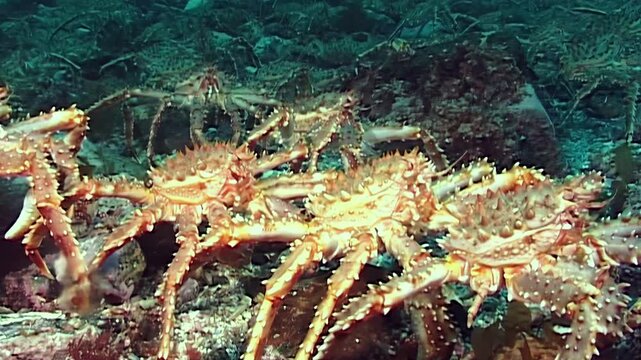 Paralithodes Camtschaticus embark on an epic migration. Giant red King Crabs gracefully traverse the cold, deep seabed of the Arctic, an awe-inspiring spectacle in the icy depths.