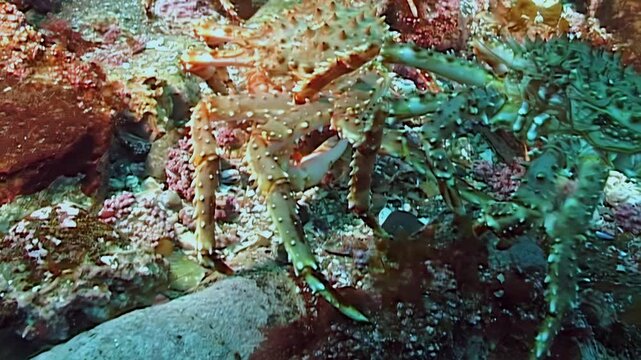 Observe the incredible migration of large red King Crabs, Paralithodes Camtschaticus, as they traverse the cold Arctic seabed. This natural spectacle unfolds in the icy depths.