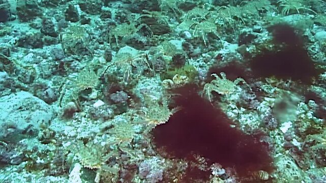 Witness the awe-inspiring mass migration of large red King Crabs, Paralithodes Camtschaticus, upon the vast, cold Arctic seabed. A stunning underwater spectacle unfolds.