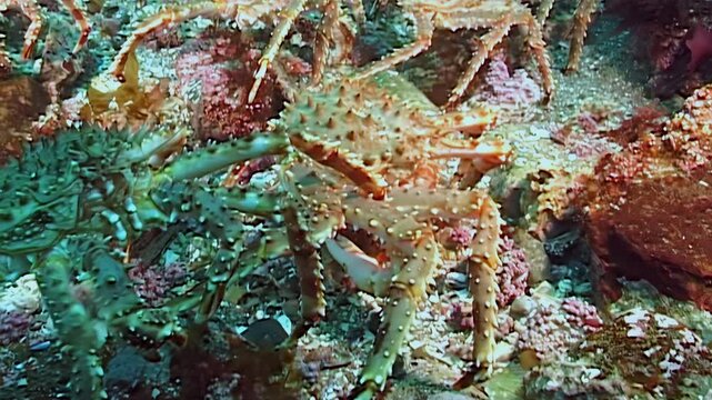 Large red King Crabs, Paralithodes camtschaticus, embark on a profound migration across the cold Arctic seabed. This underwater odyssey showcases a vibrant tapestry of marine life.