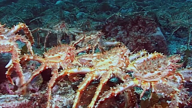 See majestic red King Crabs Paralithodes Camtschaticus on an epic migration. They powerfully trek across the vast, cold Arctic seabed, a truly enduring oceanic journey.