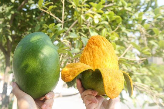 Fresh Panzhihua Kate Mangoes from Sichuan - Green and Peeled Yellow Tropical Fruit
