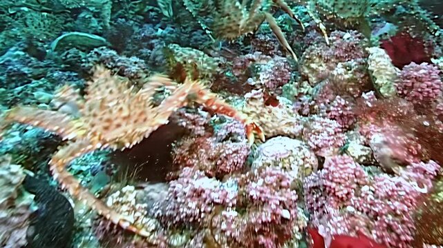 Witness the grand migration of large red King Crab Paralithodes Camtschaticus as they navigate the vast, cold seabed of the Arctic, a breathtaking aquatic journey.