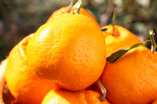Fresh Mandarin Oranges Cut Into Pieces - Sichuan Citrus Fruit Food Photography