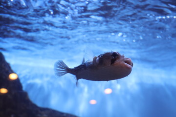 pufferfish in aquarium © Mt. Cape