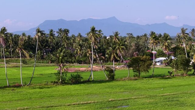 Aerial drone view of paddy fields and coconut palms in Penaga