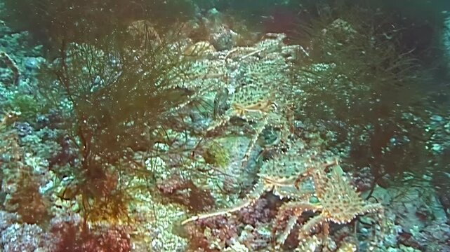 Colossal red King Crabs, Paralithodes Camtschaticus, undertake their incredible migration across the Arctic seabed. These magnificent creatures navigate the frigid, dark waters on a profound journey.