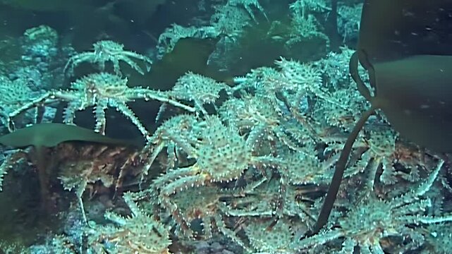 A shimmering carpet of large Red King Crab Paralithodes Camtschaticus marches across the ancient, cold Arctic seabed. This silent, epic journey unfolds in frigid waters.