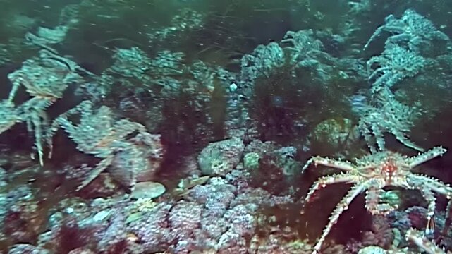 Witness the breathtaking annual migration of large red King Crabs on the vast, frigid seabed of the Arctic waters. These magnificent crustaceans journey through the deep.