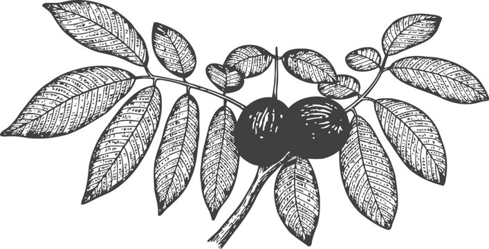 Botanical walnut branch with leaves and nuts vintage black and white engraving illustration