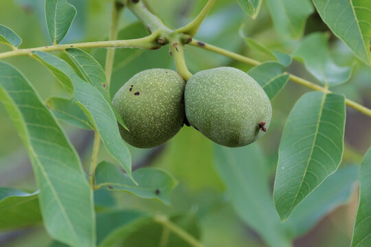 Primer plano de nueces verdes en la rama de un nogal en el Parque Natural de la Sierra de Mariola, Bocairent, Espa&ntilde;a
