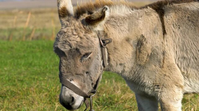 A close-up of a brown donkey standing in a grassy meadow. The donkey is wearing a bridle and the background features soft-focus fields under natural daylight.
