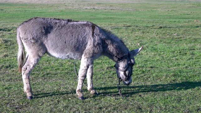 A grey donkey is seen from behind as it grazes on grass in a vibrant green meadow. The scene is lit by bright sunlight, casting a clear shadow on the ground.