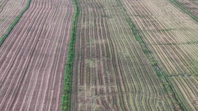 Aerial drone view of harvester trails in paddy field