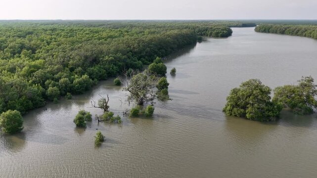 Aerial drone view of mangrove forest river shoreline