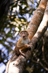 A young monkey (toque macaque) climbing up a tree, Sri Lanka © Florian