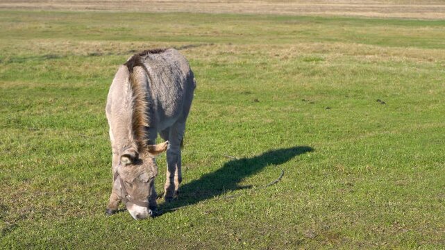 A grey donkey with a halter grazes peacefully on lush green grass in an open meadow. The sunlight casts a distinct shadow on the grass, highlighting the gentle scene.