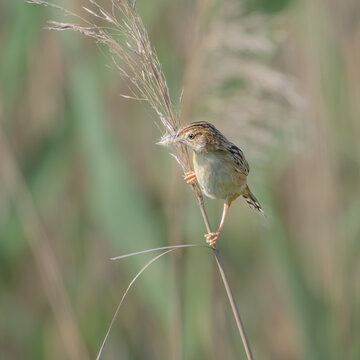 Zitting cisticola, Cisticola juncidis, the bird is perching on a stalk and carrying nesting material in its beak, springtime, Mallorca, Spain 