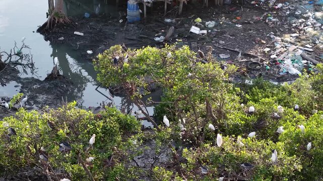 Aerial drone view of egret colony nesting at Tanjung Piandang mangrove