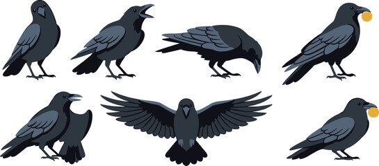 Fototapeta premium Crow and Raven Bird Collection with Flying, Perching, Calling, Foraging, Carrying Food, and Wildlife Behavior Vector Illustration Set