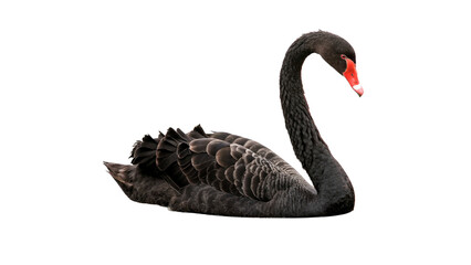 Majestic beautiful black swan aquatic bird swimming isolated on a transparent background © belova-png