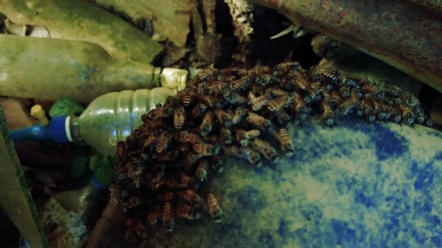 Swarm of honey bees clustering on a dusty blue plastic surface near discarded garbage
