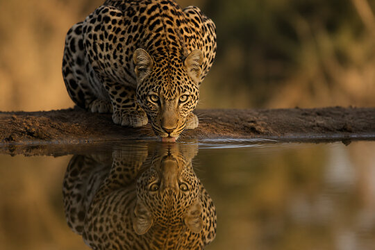 A leopard is resting on a muddy bank beside calm water, reflecting its image.
